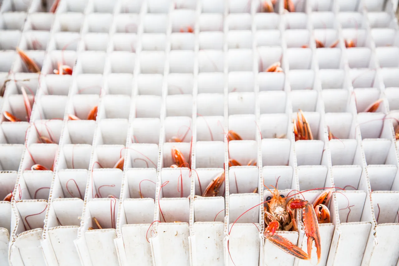 Loch Fyne Langoustines