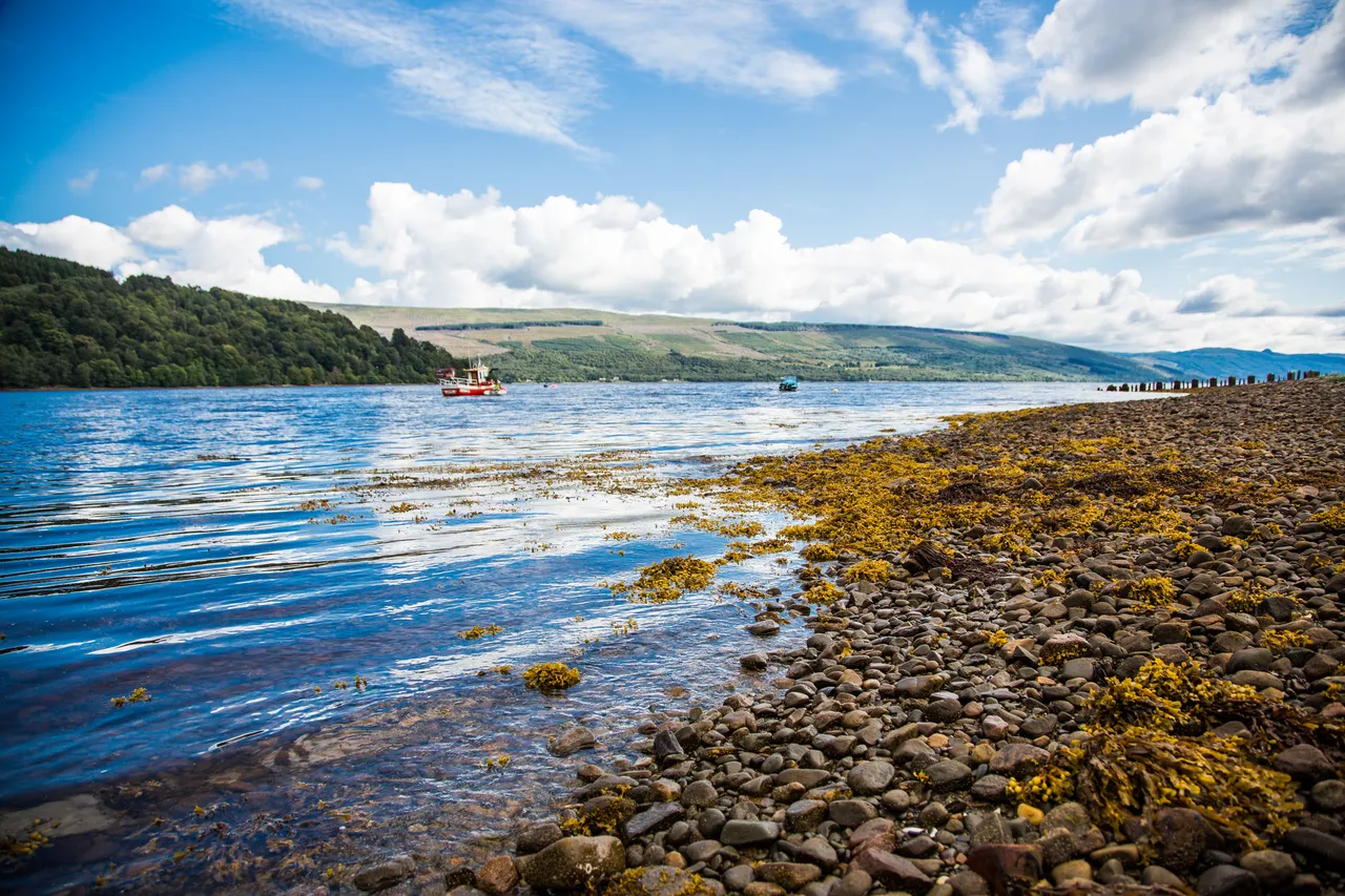Loch Fyne Langoustines