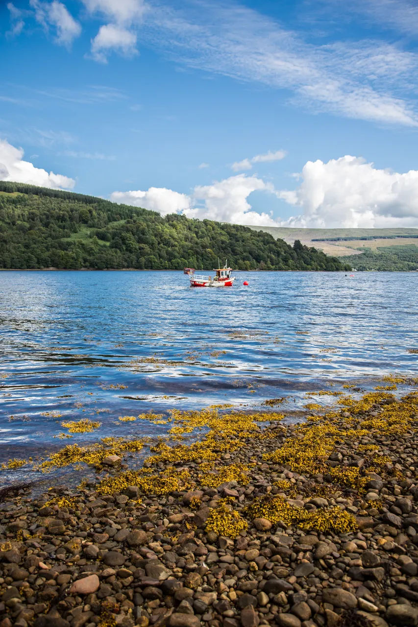 Loch Fyne Langoustines