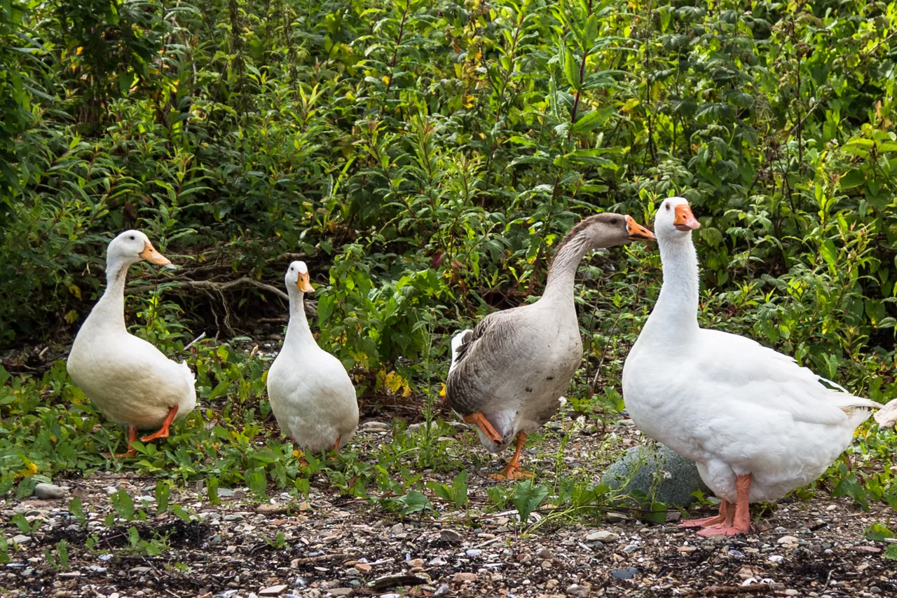 Greylag Geese, Loch Fyne