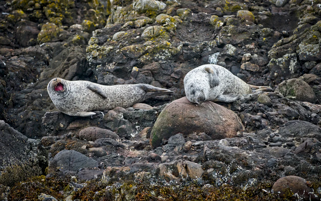 Common Seal (Oban)