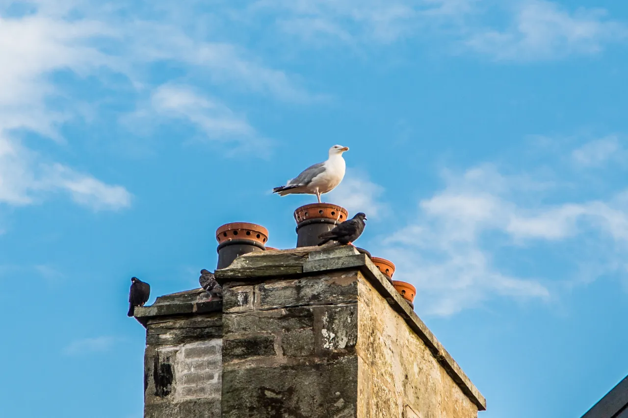 Rooftops in Inveraray