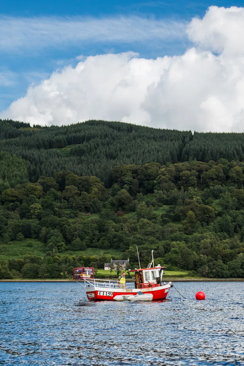 Loch Fyne Langoustines