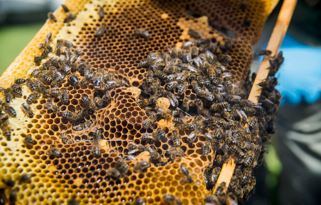 Ayr and District Beekeepers Association