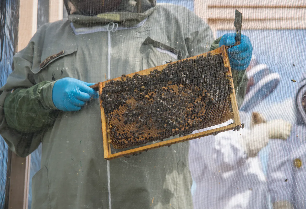 Ayr and District Beekeepers Association