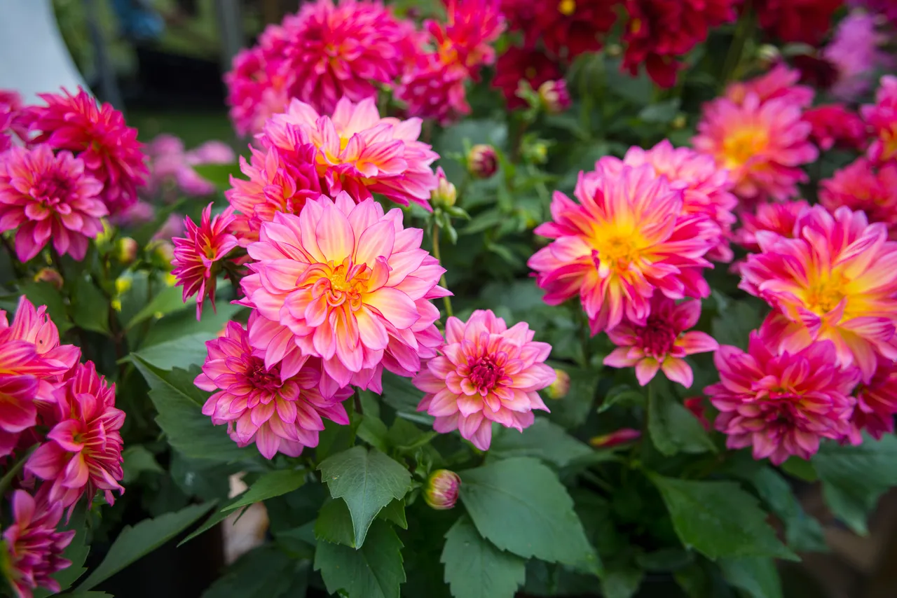 Gardening Scotland