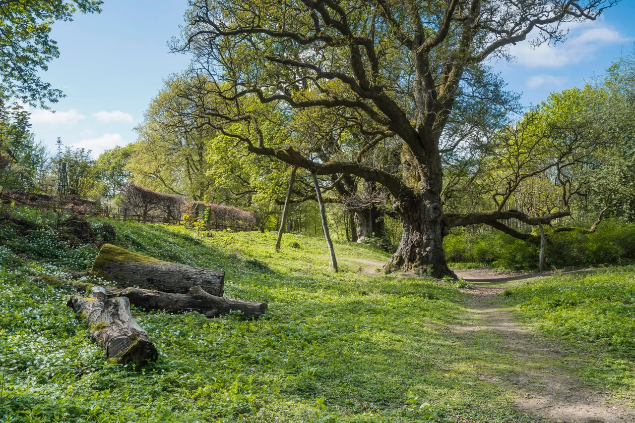 Birnam Oak