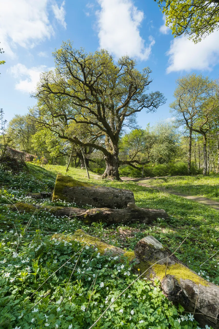 Birnam Oak
