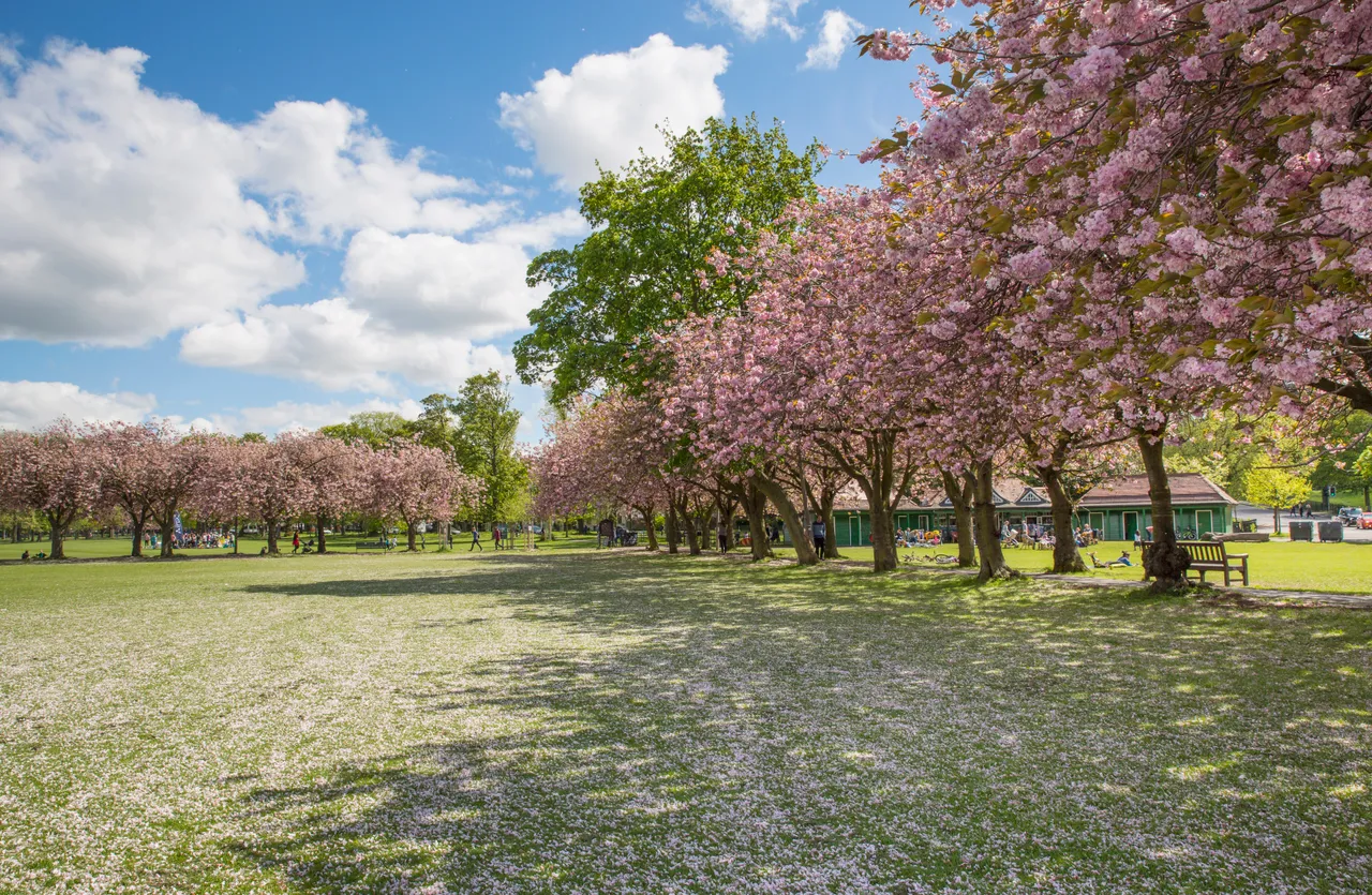 Cherry Blossoms