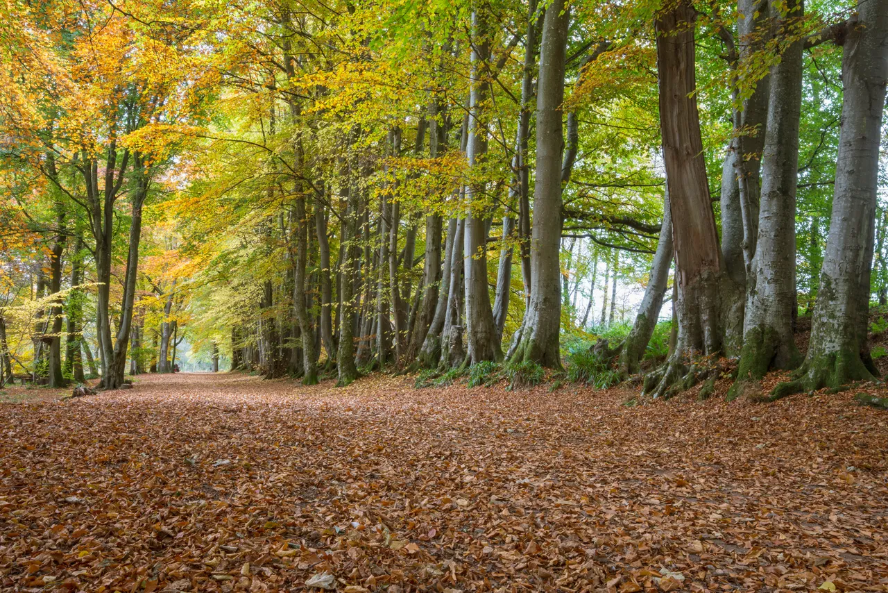 Lady Mary’s Walk