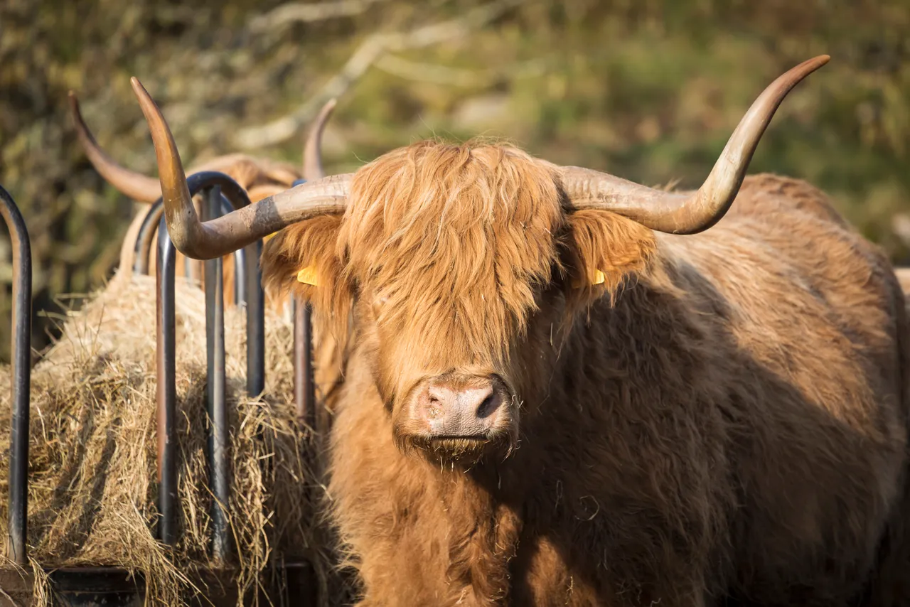 Highland Cattle