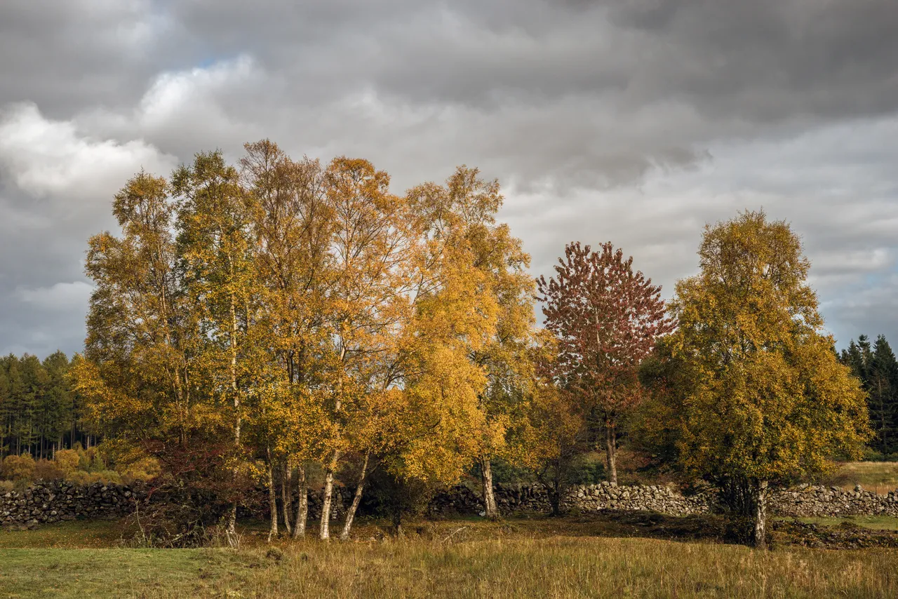 Autumn Birches