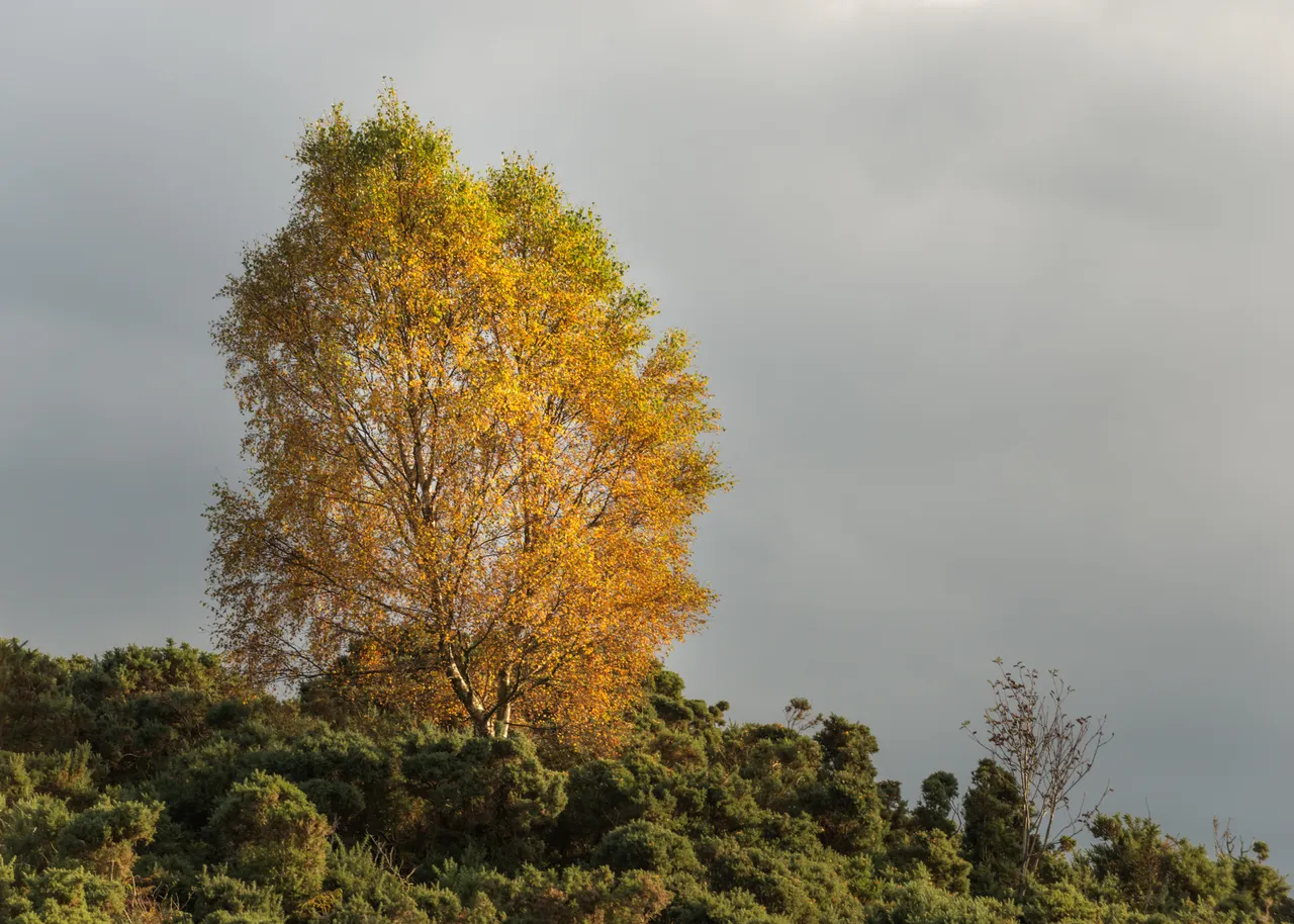 Birch Tree