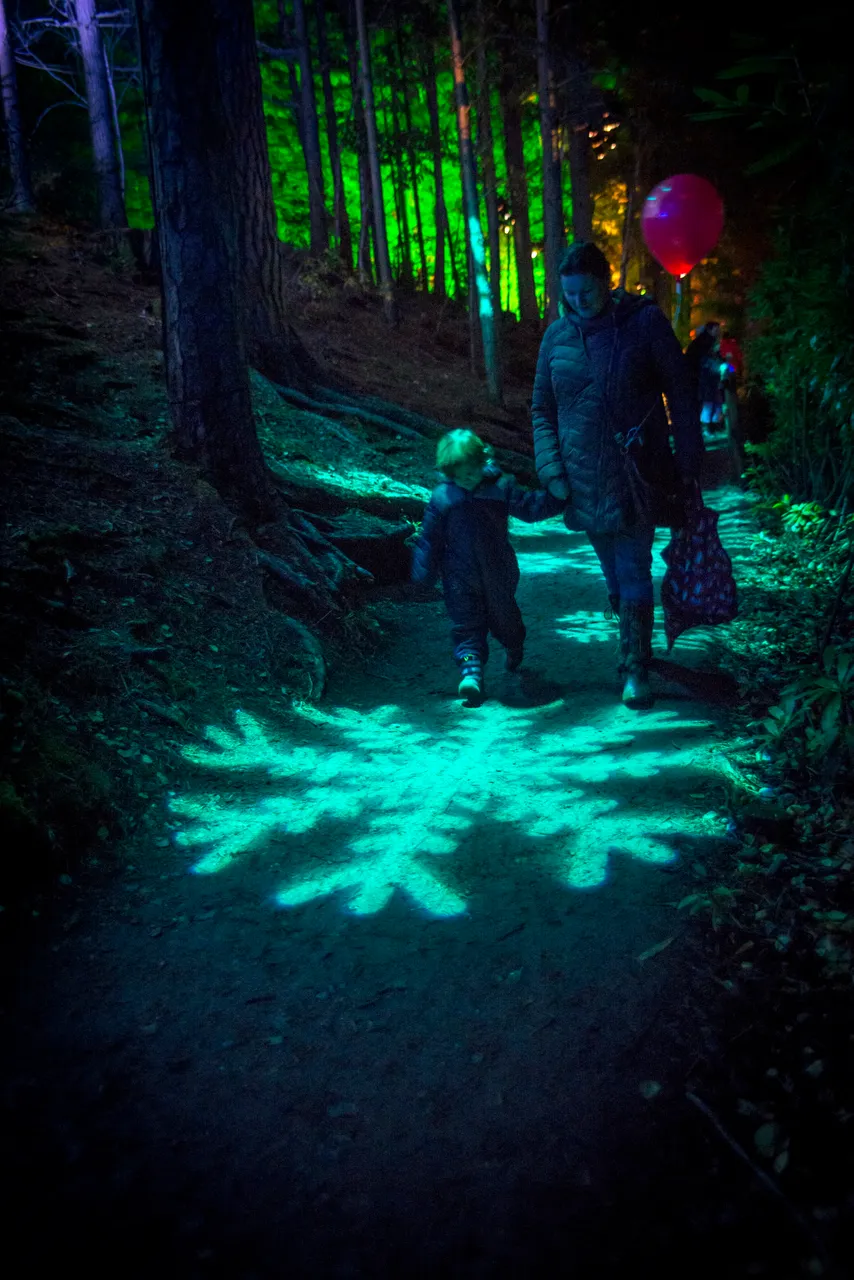 Enchanted Forest