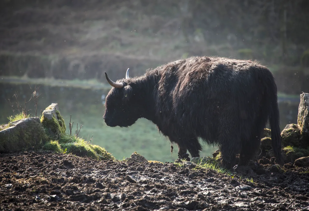 Highland Cattle