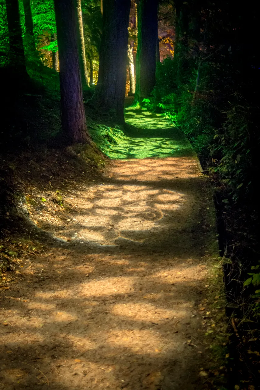 Enchanted Forest