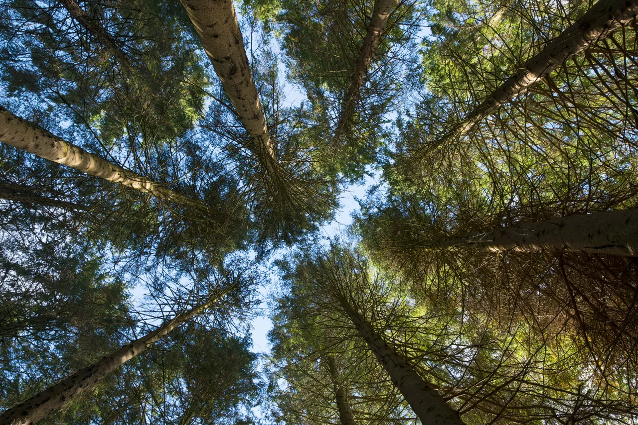 Queen Elizabeth Forest Park