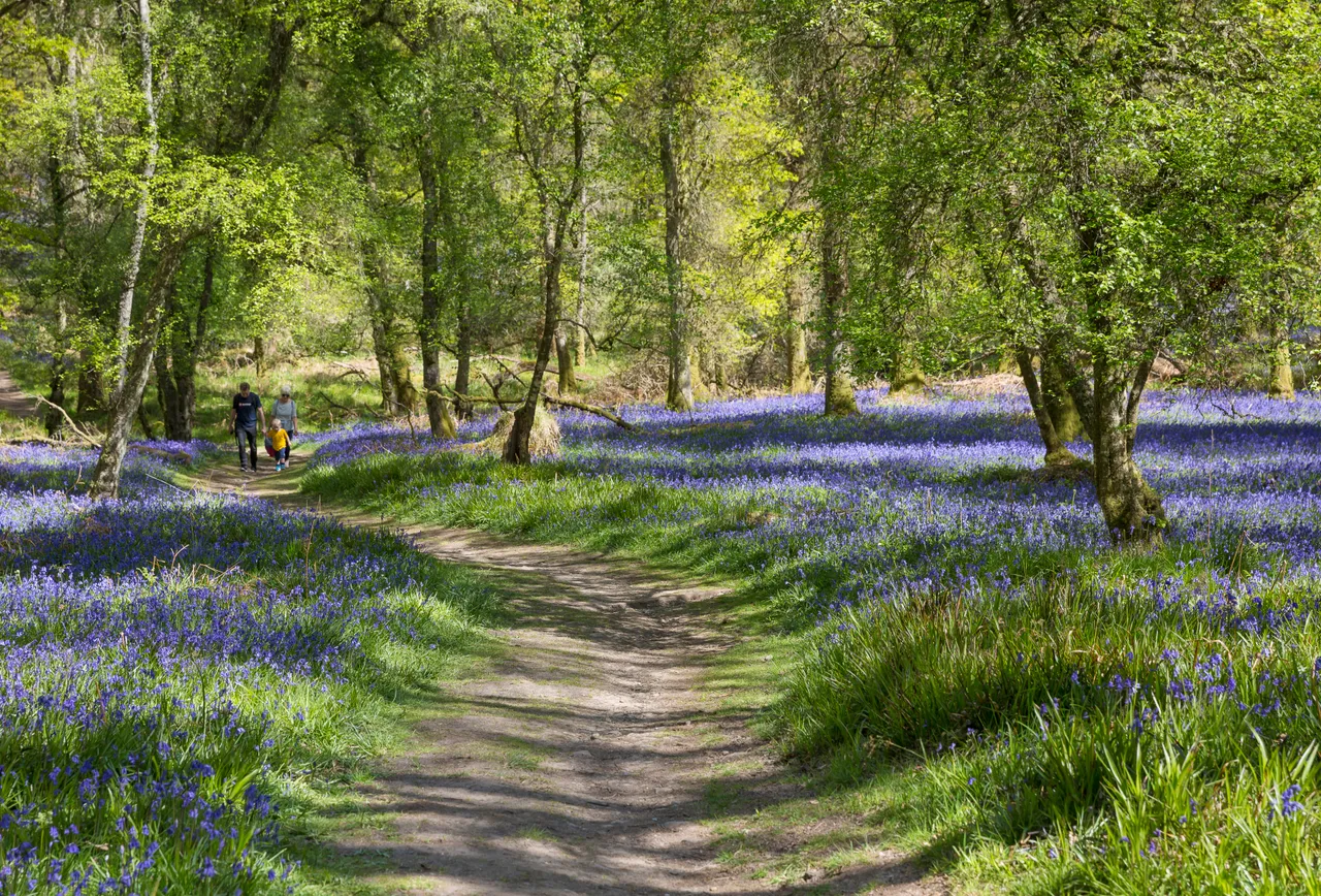 Bluebells on Inchcailloch Island