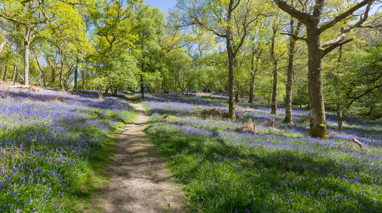 Bluebells on Inchcailloch Island