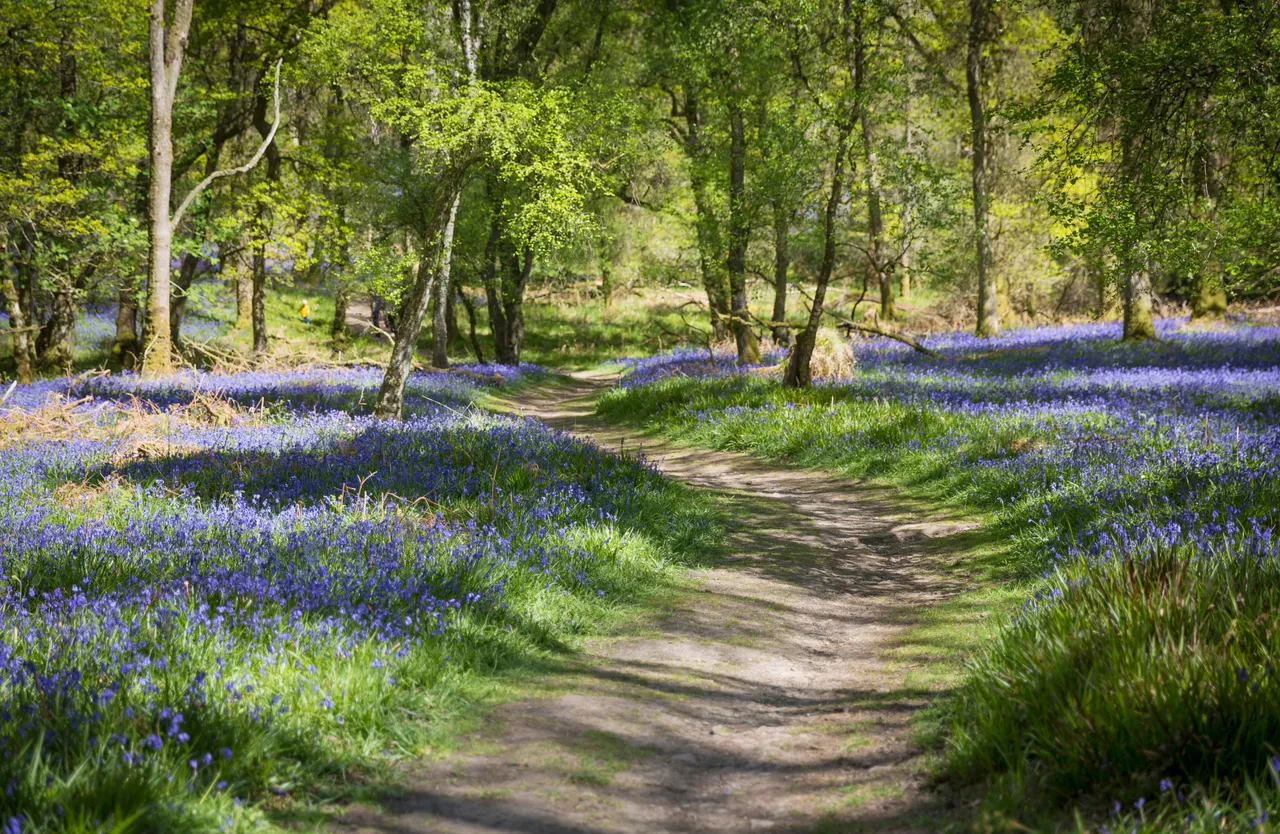 Bluebells on Inchcailloch Island