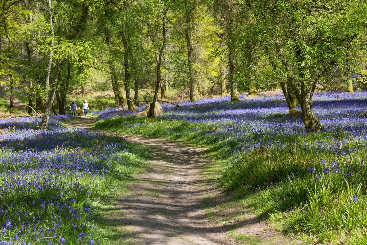 Bluebells on Inchcailloch Island