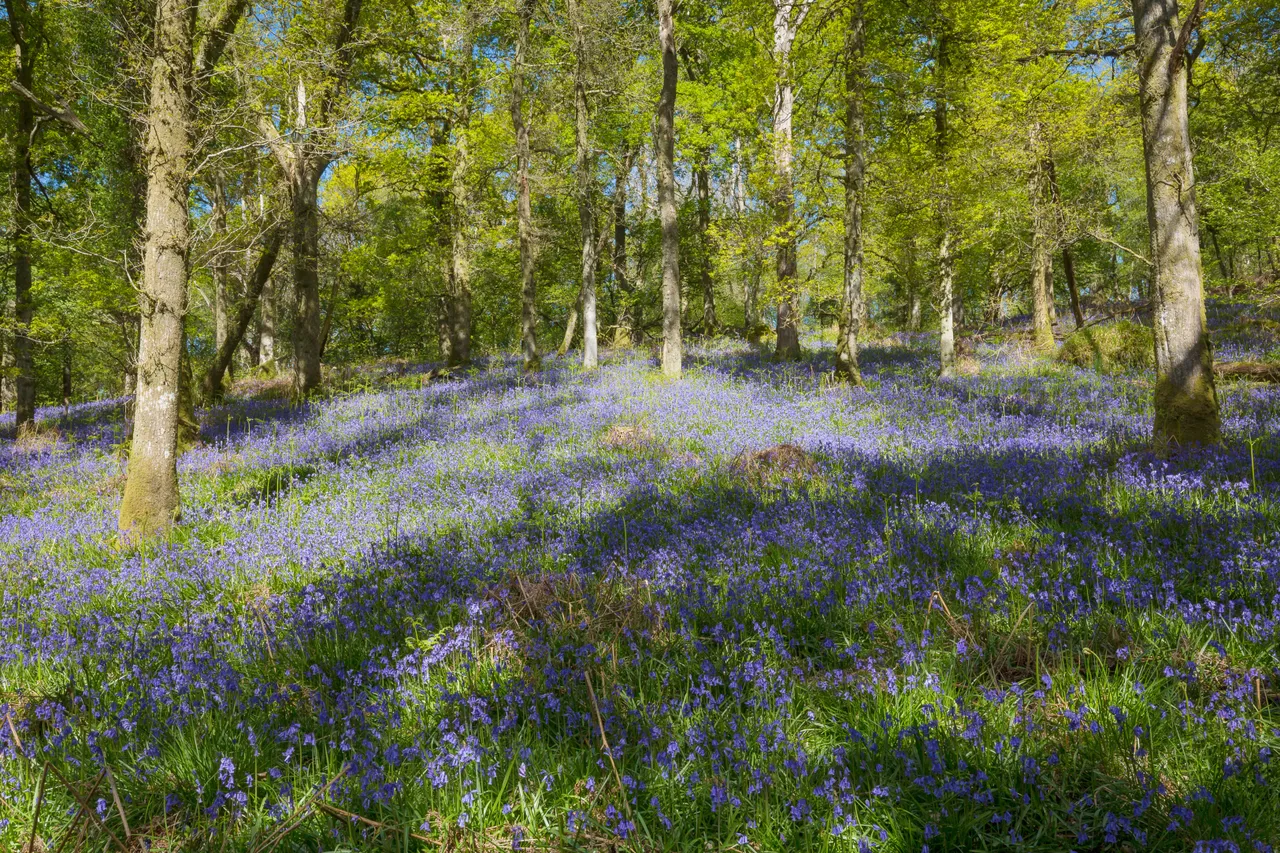 Bluebells on Inchcailloch Island