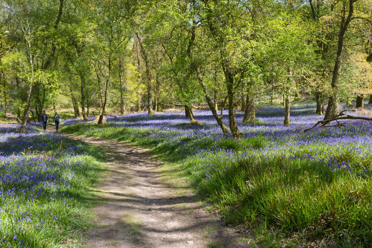 Bluebells on Inchcailloch Island