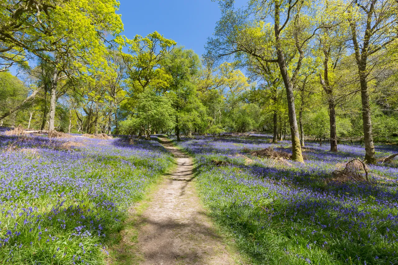 Bluebells on Inchcailloch Island