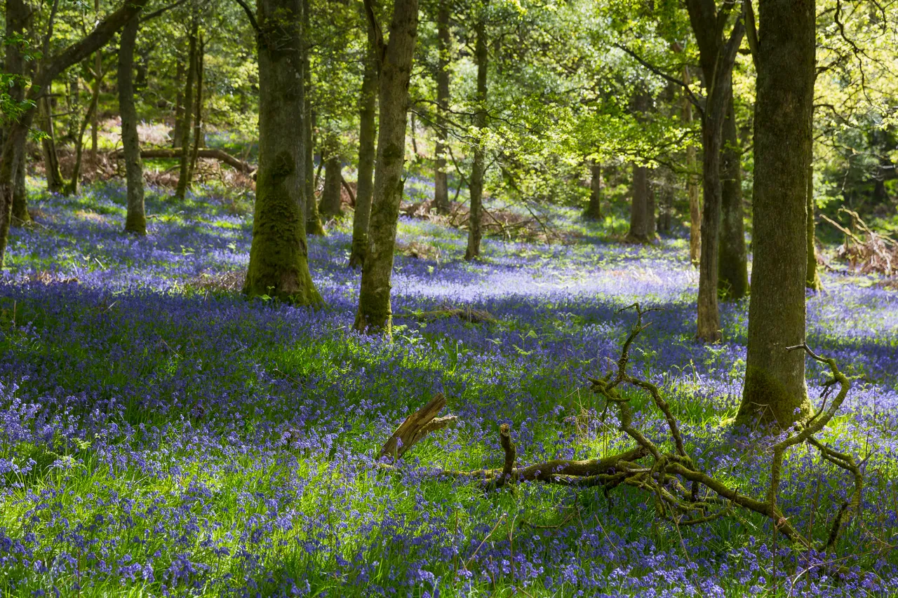 Bluebells on Inchcailloch Island