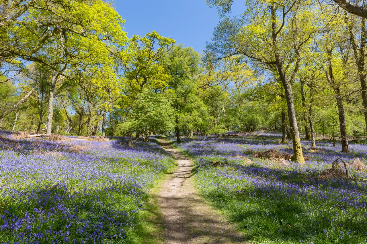 Bluebells on Inchcailloch Island