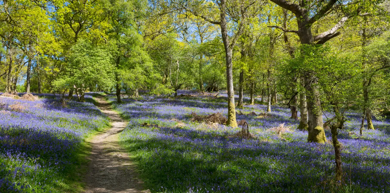 Bluebells on Inchcailloch Island