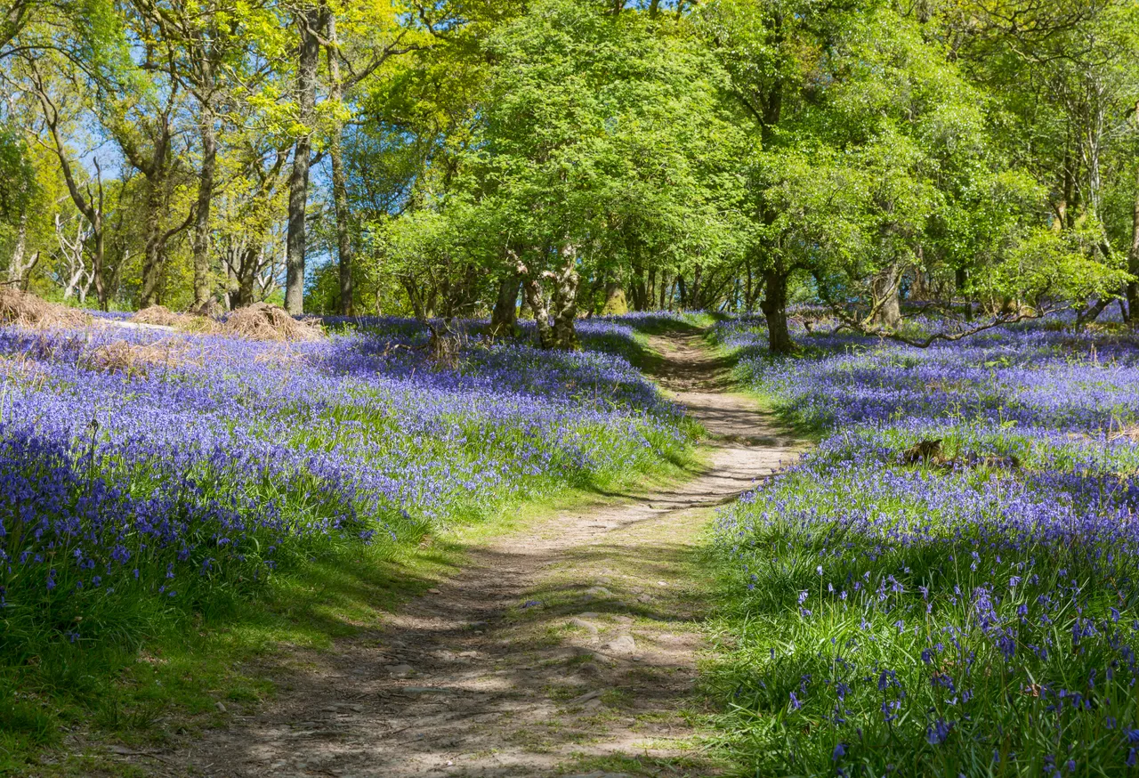 Bluebells on Inchcailloch Island