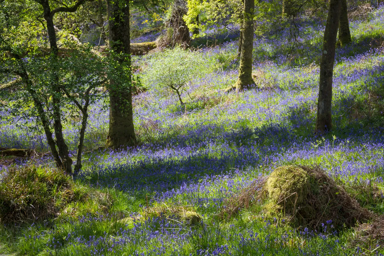 Bluebells on Inchcailloch Island