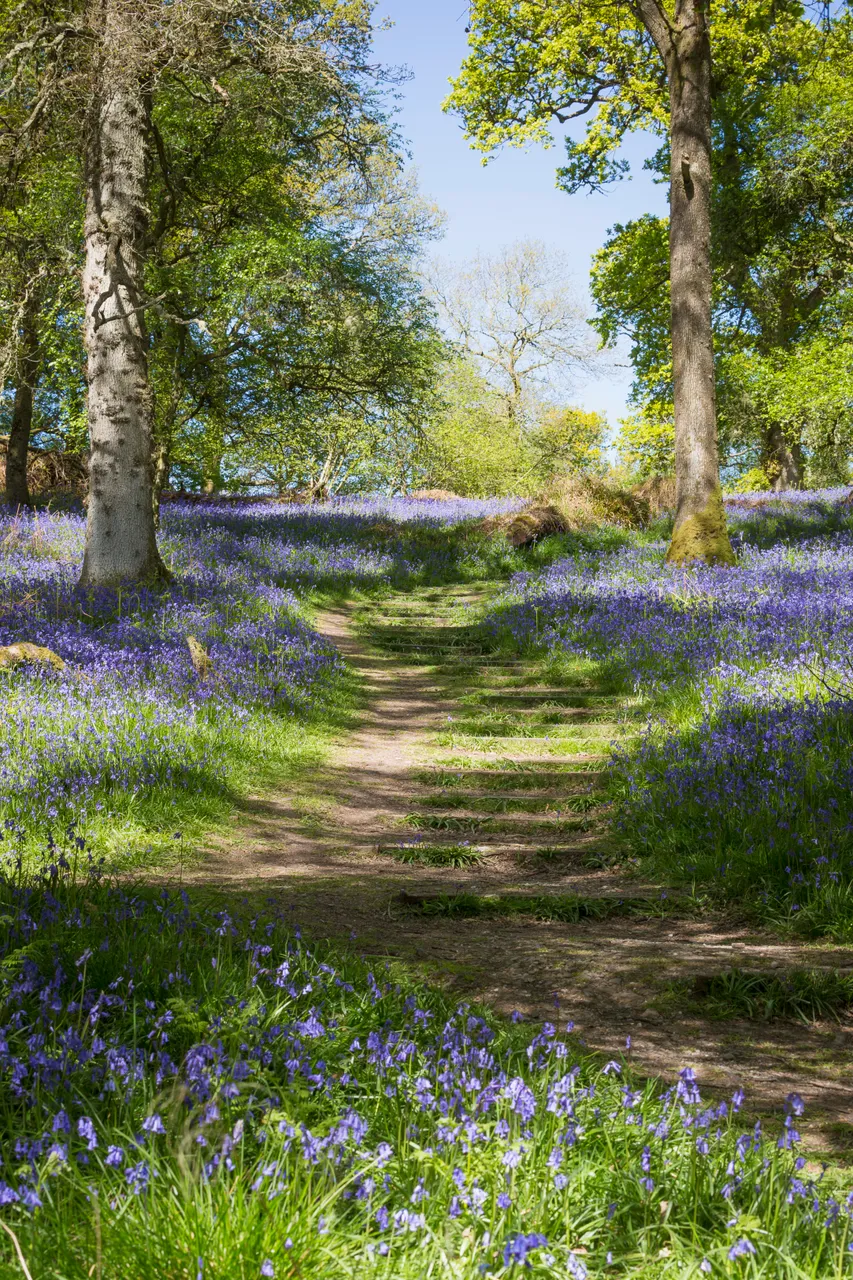 Bluebells on Inchcailloch Island