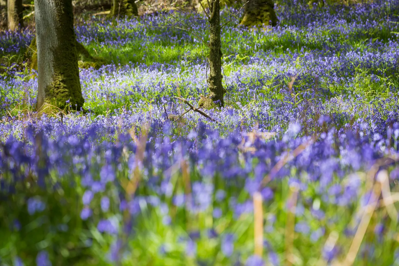 Bluebells on Inchcailloch Island
