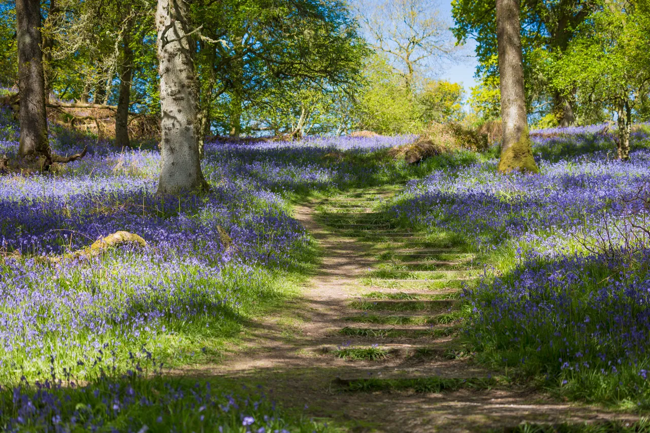 Bluebells on Inchcailloch Island