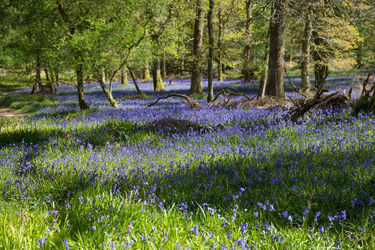 Bluebells on Inchcailloch Island