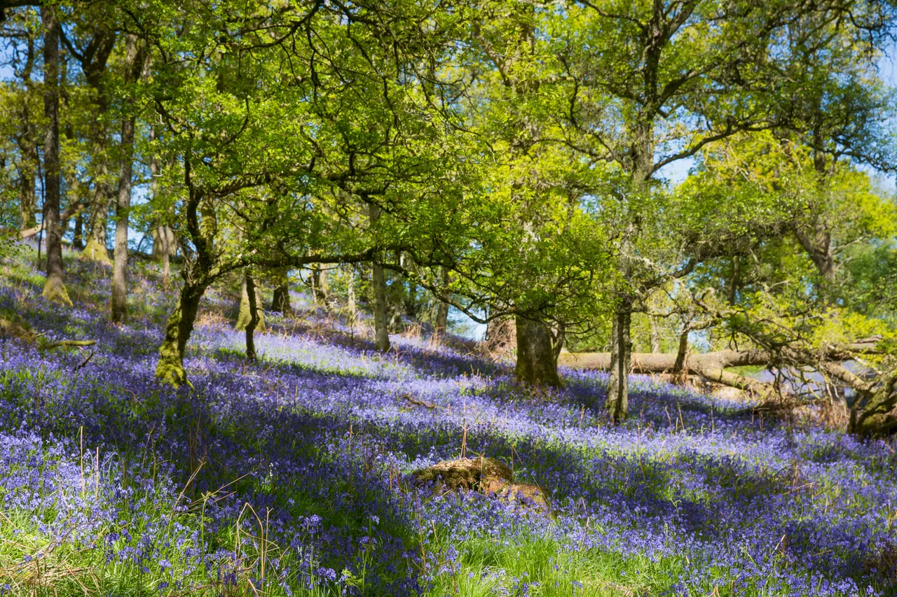 Bluebells on Inchcailloch Island