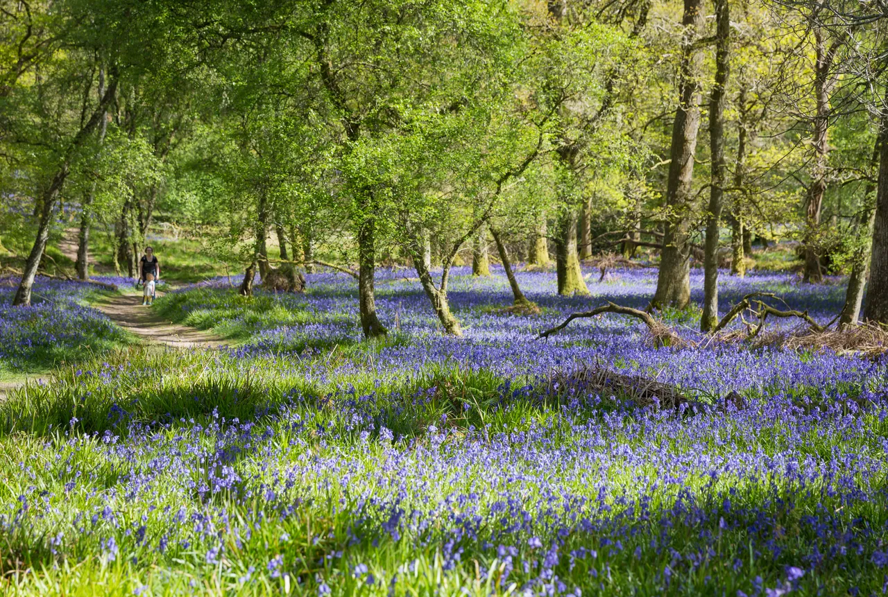 Bluebells on Inchcailloch Island