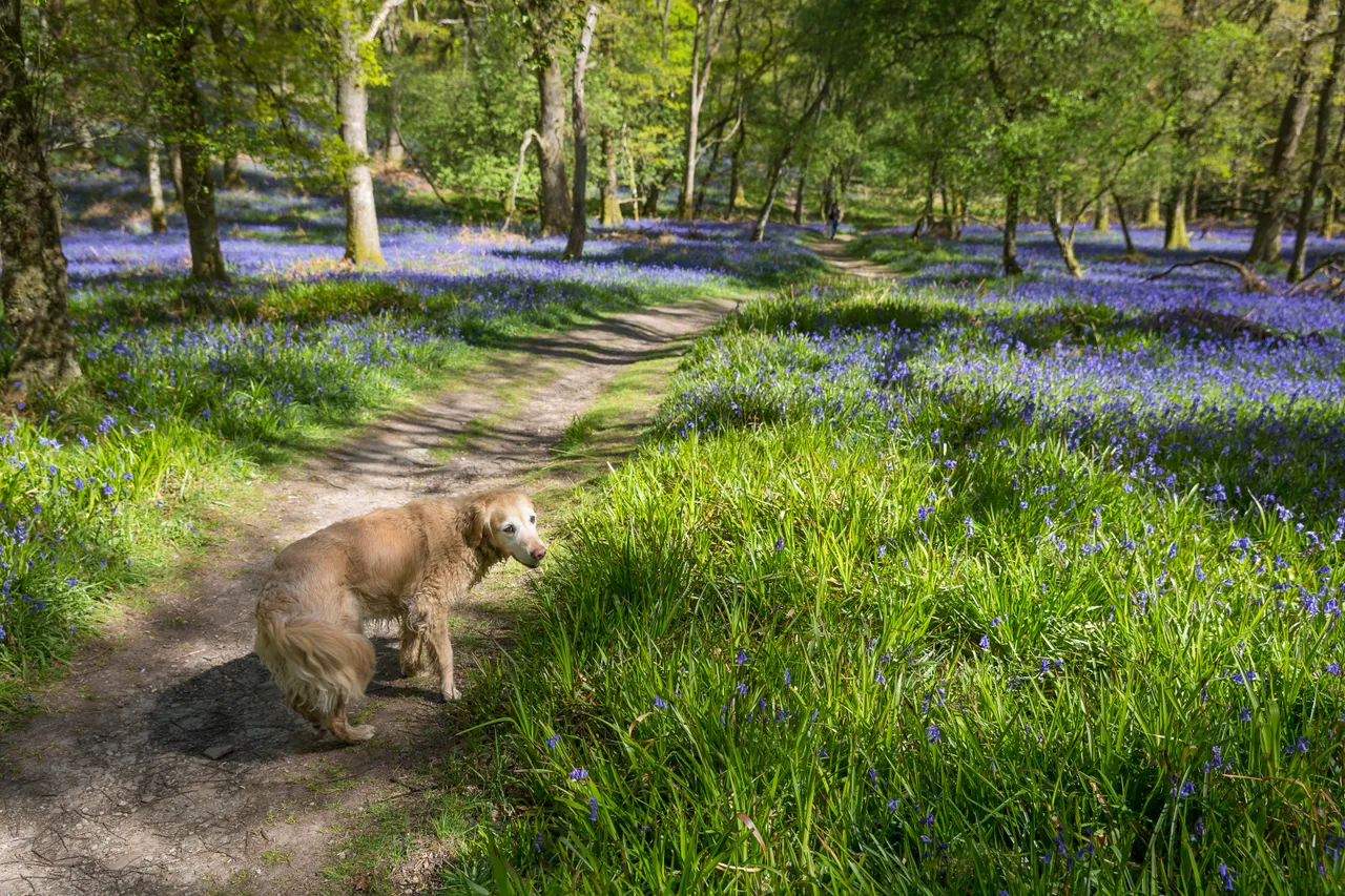 Bluebells on Inchcailloch Island