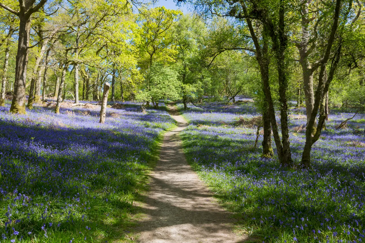 Bluebells on Inchcailloch Island