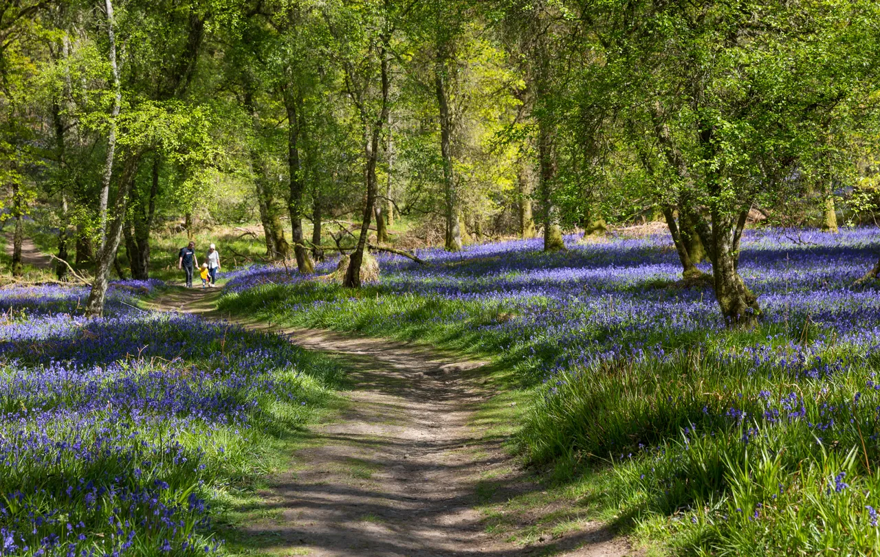 Bluebells on Inchcailloch Island