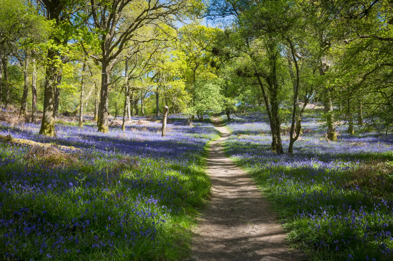 Bluebells on Inchcailloch Island