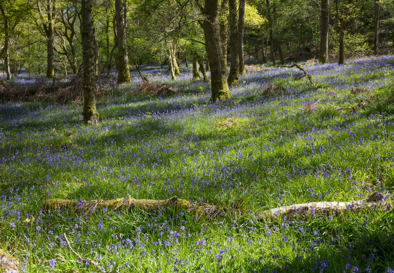 Bluebells on Inchcailloch Island