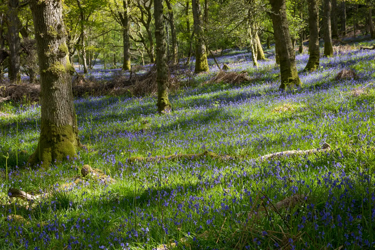 Bluebells on Inchcailloch Island