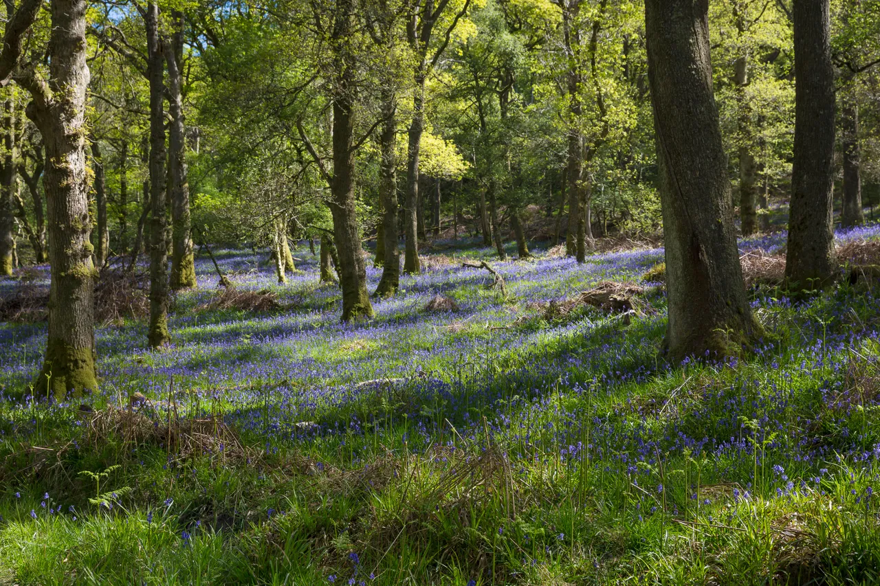 Bluebells on Inchcailloch Island