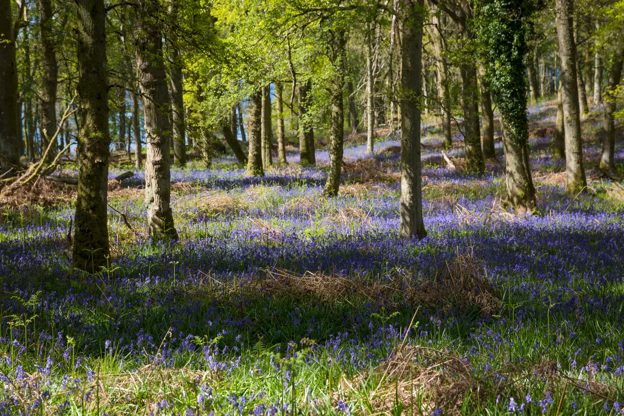 Bluebells on Inchcailloch Island