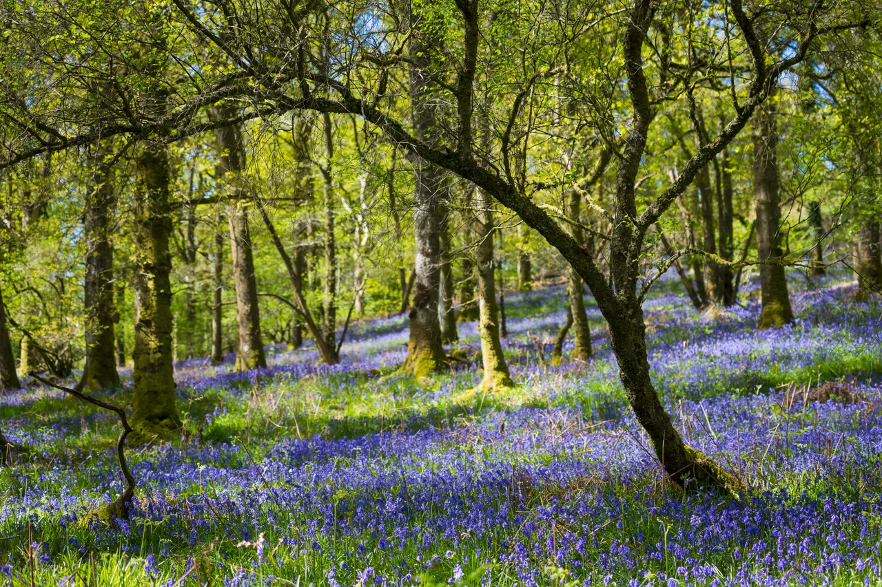 Bluebells on Inchcailloch Island