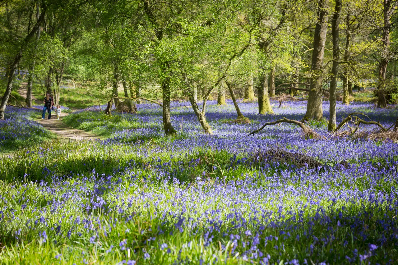 Bluebells on Inchcailloch Island