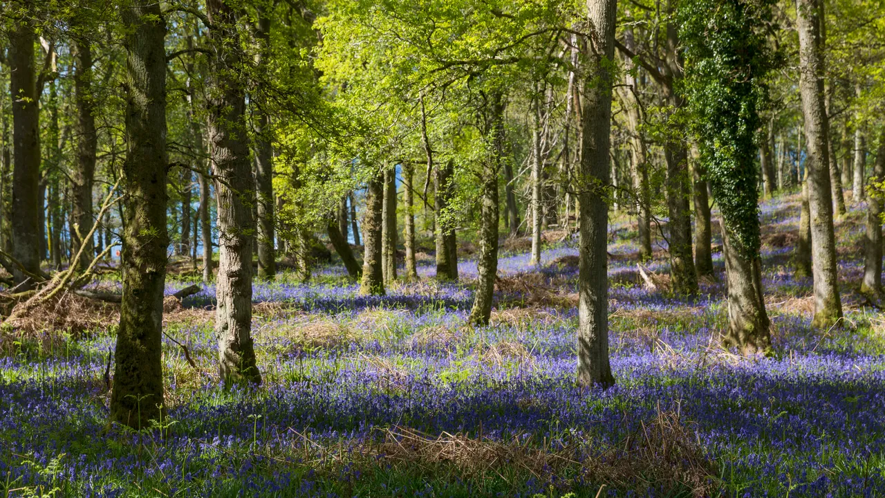 Bluebells on Inchcailloch Island